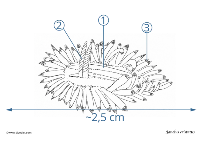 janolus_cristatus_divedict_crested snail