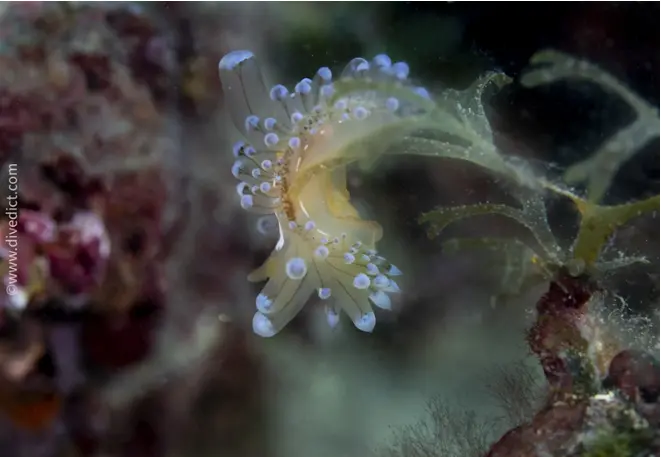 Janolus_Cristatus_Mollusc_Schnecke_Mittelmeer_mediterranean_sea_diving_tauchen-1