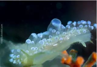 Janolus_Cristatus_Mollusc_Schnecke_Mittelmeer_mediterranean_sea_diving_tauchen-3