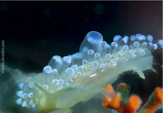 janolus_cristatus_mollusc_snail_mediterranean_sea_diving_diving_dive-3