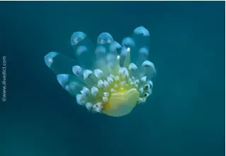 Janolus_Cristatus_Mollusc_Schnecke_Mittelmeer_mediterranean_sea_diving_tauchen