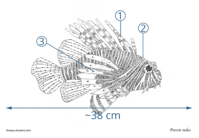 Indian lionfish_pterois_miles_divedict_bio_lexicon