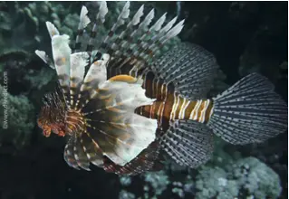 pterois_miles_indian_redlionfish_divedict_red_sea_diving_diving-1