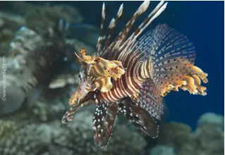 pterois_miles_indian_redlionfish_divedict_red_sea_diving_diving-2