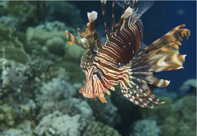 pterois_miles_indian_redlionfish_divedict_red_sea_diving_diving-3