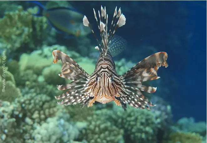 pterois_miles_indian_redlionfish_divedict_red_sea_diving_diving-4