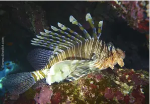 Indian Lionfish