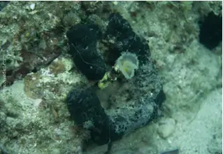 smooth_calcareworm_protula_tubularia_divedict_biolexicon1