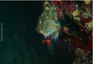 smooth_calcareworm_protula_tubularia_divedict_biolexicon2