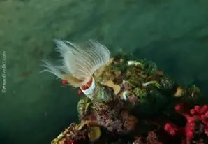 Red-spotted Horseshoe