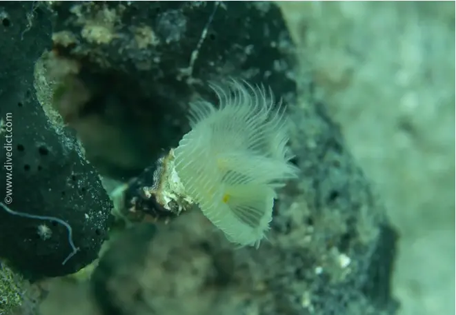 smooth_calcareworm_protula_tubularia_divedict_biolexicon