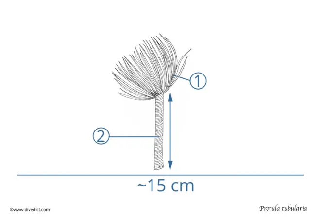 calcareworm_divedict_protula_tubularia