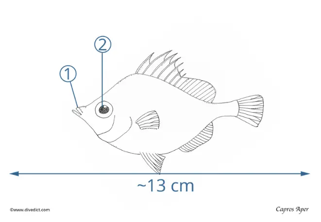 Capros Aper_DiveDict_Illustration_BioLexicon