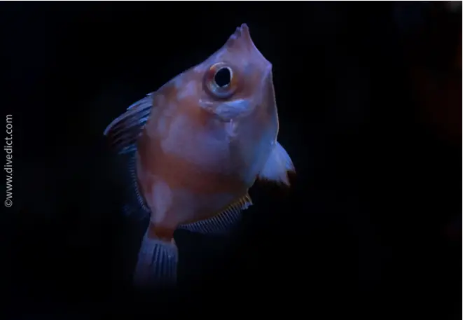 DiveDict_Foto_Biolexikon_Fische_Mittelmeer_capros_aper_Eberfisch_Bild