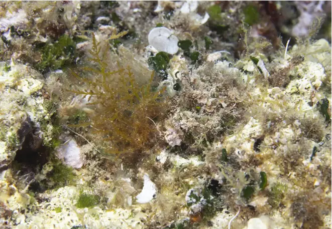 knorpeltang_laurencia_obtusa_algae_divedict_Mittelmeer_mediterranean_bio_lexicon-003 