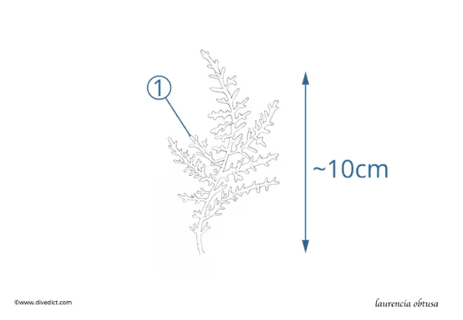 laurencia obtusa_rotalge_alge_algen_mittelmeer_mediterranean_divedict_tauchen_diving