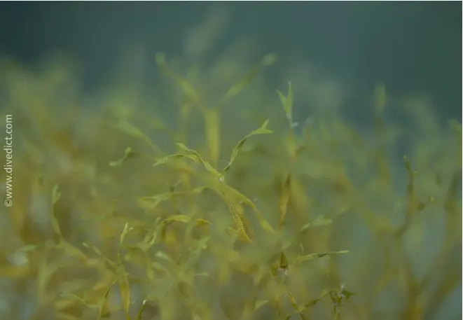 narrow_branch_dictyota_dichotoma_alge_mediterranean mediterranean sea_diving_diving_dive-2
