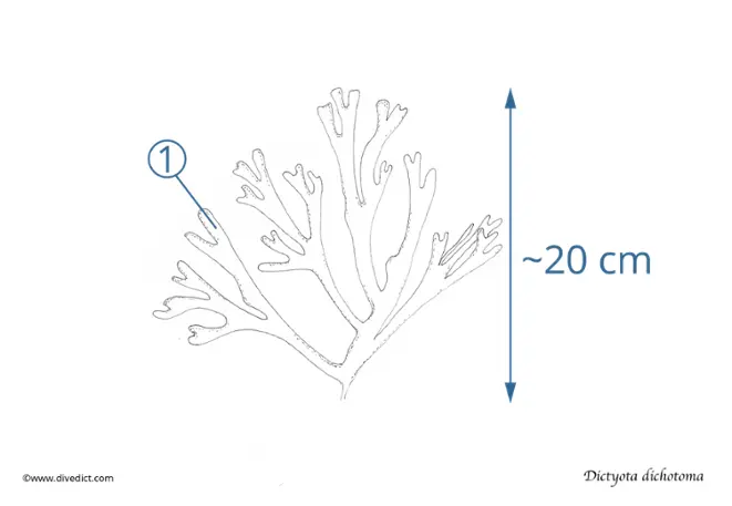 narrow_fork_dictyota_dichotoms_divedict_diving_dive_mediterranean
