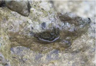 rock crab_pachygrapsus_marmoratus_cancer_mediterranean _mediterranean_divedict_diving_biolexicon2