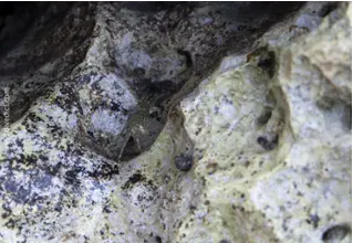 rock crab_pachygrapsus_marmoratus_cancer_mediterranean _mediterranean_divedict_diving_diving_biolexicon4