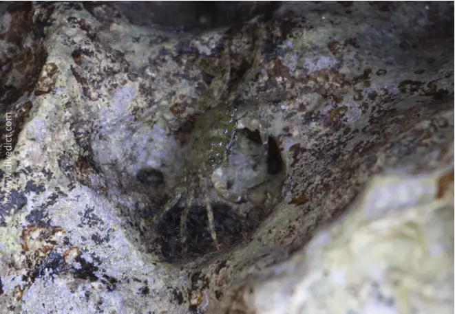 rock crab_pachygrapsus_marmoratus_cancer_mediterranean _mediterranean_divedict_diving_biolexicon5
