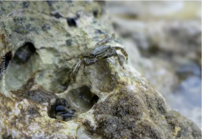 rock crab_pachygrapsus_marmoratus_cancer_mediterranean _mediterranean_divedict_diving_diving_biolexicon6