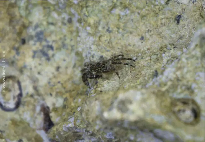 rock crab_pachygrapsus_marmoratus_cancer_mediterranean _mediterranean_divedict_diving_biolexicon7