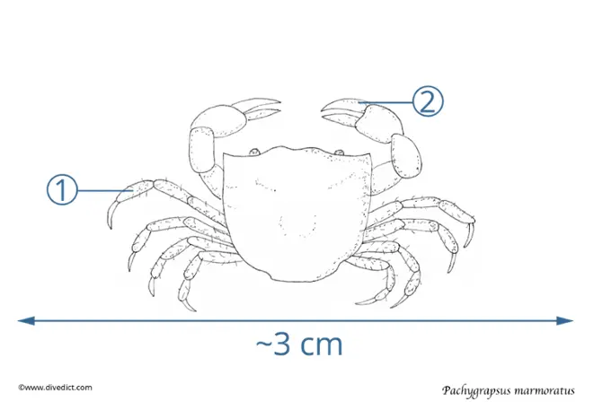 rock crab_pachygrapsus_marmoratus