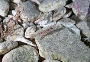 Baltische Felsengarnele