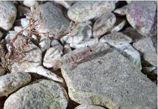 DiveDict_Baltische_felsengarnele_palaemon_adspersus_Biolexikon_Mittelmeer_Krebstiere3