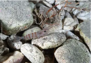 DiveDict_Baltische_felsengarnele_palaemon_adspersus_Biolexikon_Mittelmeer_Krebstiere4