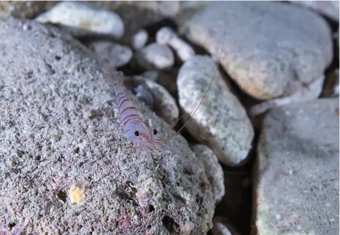 DiveDict_Baltische_felsengarnele_palaemon_adspersus_Biolexikon_Mittelmeer_Krebstiere6