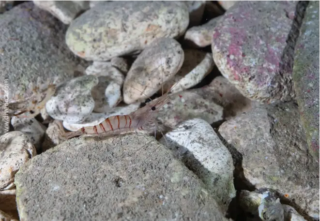 DiveDict_Baltische_felsengarnele_palaemon_adspersus_Biolexikon_Mittelmeer_Krebstiere