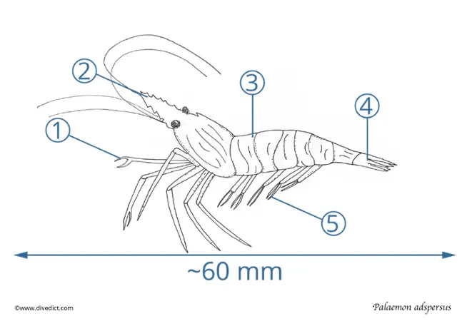 Palemon_adspersus_baltische_Felsengarnele_divedict_tauchen_diving_mittelmeer_mediterranean_