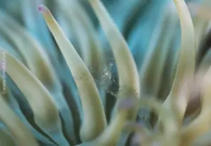 Transparent partner shrimp