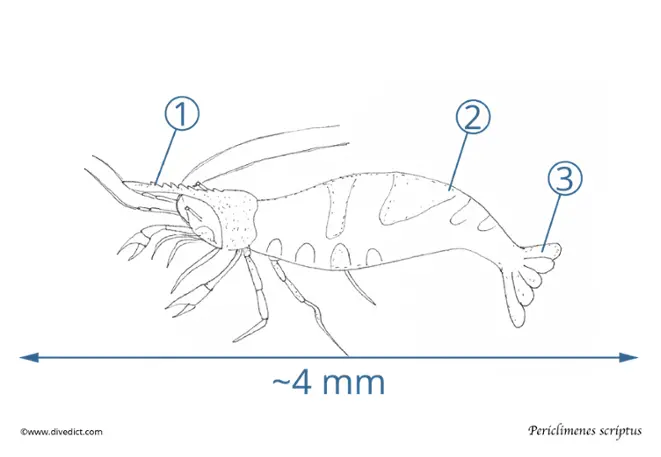 Partnershrimp_periclimenes_scriptus_divedict_tacuhen_diving_mediterranean