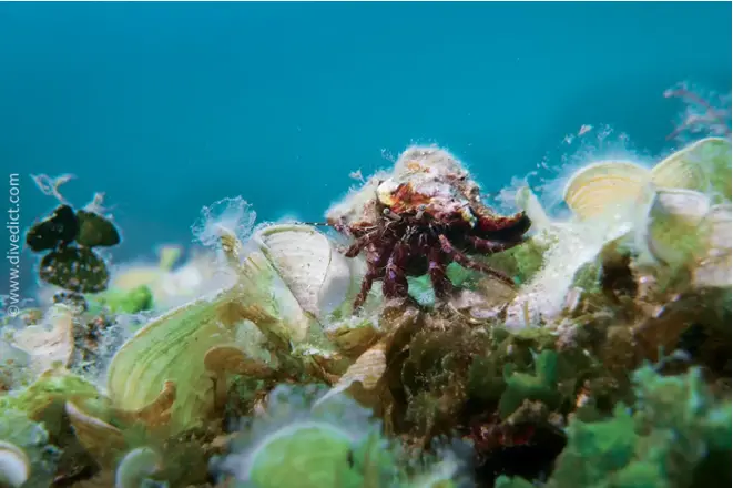 divedict_fotos_pictures_biolexicon_Mediterranean_crustacean_hermit crabs_pagurus_anachoretus_gestreifter_rockhermit_Spain_Italy_Greece_France_diving_Croatia