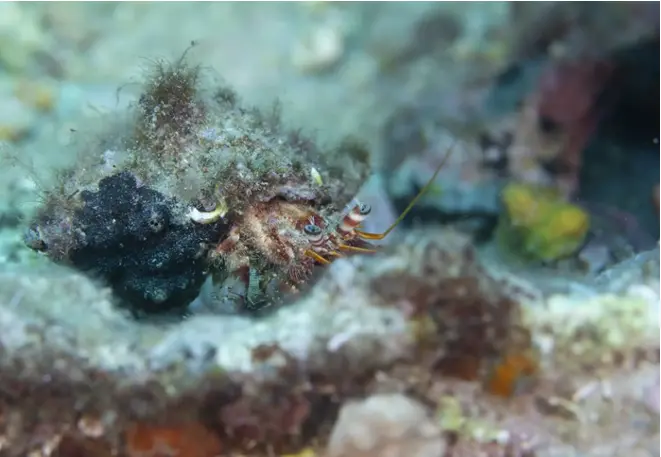 striped_hermit crabs_pagurus_anachoretus_divedict_mediterranean_mediterranean_bio_lexicon-010