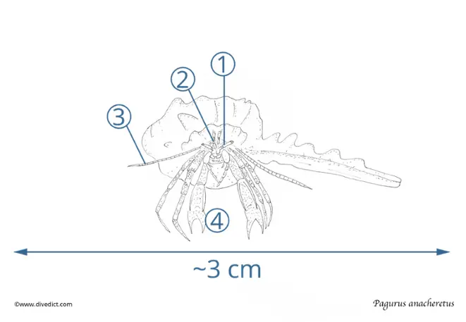 pagurus_anachoretus_gesreifter_hermit crebs_divedict_diving_diving_mediterranean_diving_mediterranean diving_diving