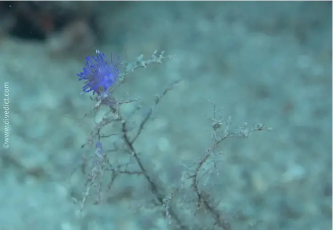 snail_divedict_diving-diving_Mediterranean_Mediterranean