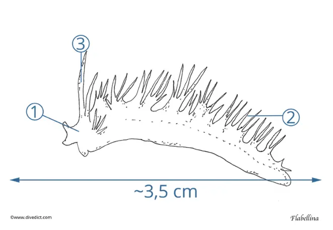 threadsnails_flabellina_divedict_diving_diving_mediterranean_Mediterranean