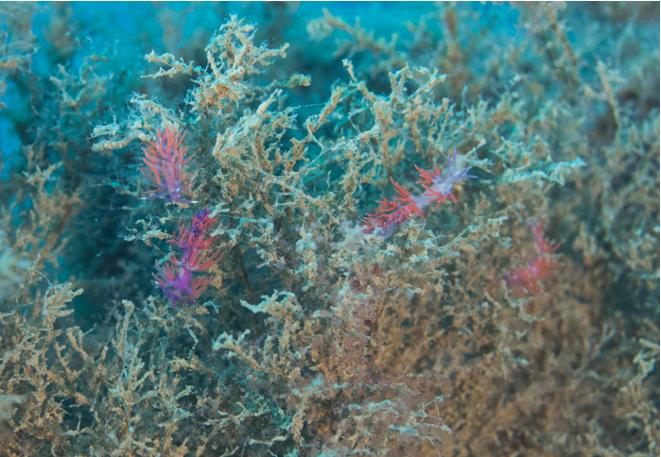 violette_coryphella_flabellina_pedata_divedict_Mediterranean_Mediterranean_bio_lexicon-040