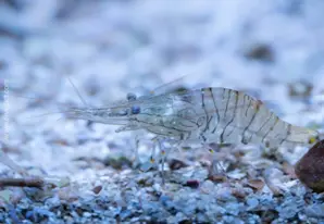 Rockpool shrimp
