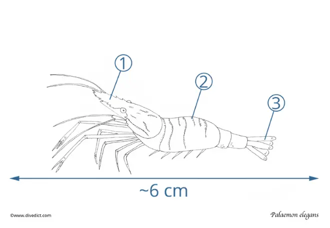 palaemon_elegans_small_rockengarnele_divedict_diving_mediterranean
