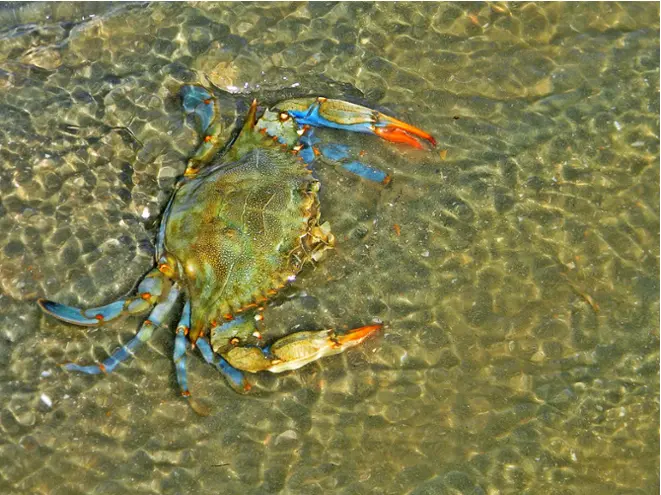 Callinectes sapidus_blaukrabbe_blue_crab_divedict_tauchen_divedict_Unterwasserwelt