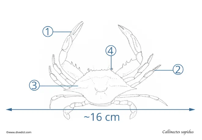 callinectes_sapidus_bluecrab_divedict_blaue_Krabbe_Mediterranean_Mittelmeer_Atlantic_tauchen_diving