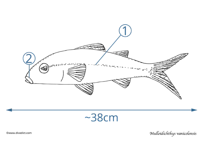 mulloidichthys vanicolensis_Unterwasserwelt_underwater_red_sea_diving_tauchen