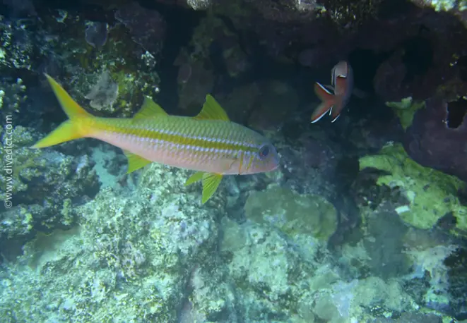 yellowfin_goatfish_mulloidichthys_vanicolensis_divedict_red_sea_rotes_meer_bio_lexicon_lexicon