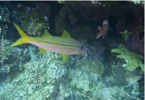 Yellowfin goatfish