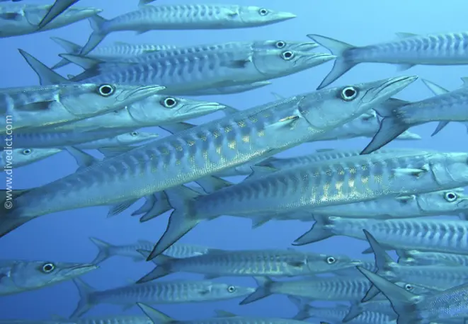 darkfins_barracuda_sphyraena_qenie_red_sea_red_rotes_sea_diving_divedict_bio_lexicon_lexicon1